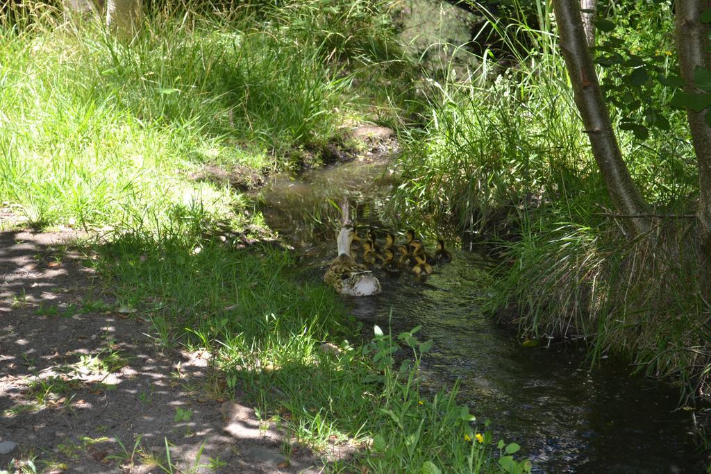 El Manzano  Cabanas Parque Salto Del Laja מראה חיצוני תמונה